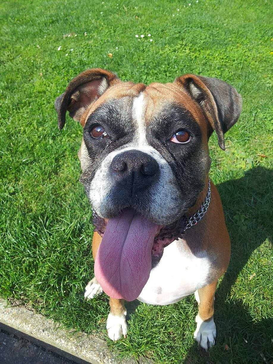 Darcy participe au concours pour gagner de l'argent avec cette photo : australian_bulldog, boxer, british_bulldogs, bulldog, canidae, carnivore, companion_dog, dog, dog_breed, dorset_olde_tyme_bulldogge, fawn, grass, mammal, molosser, old_english_bulldog, olde_english_bulldogge, renascence_bulldogge, snout, valley_bulldog, vertebrate