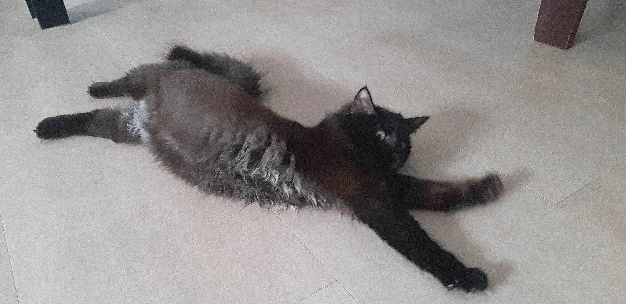 Naomy a rejoint le concours — aidez-le/la à gagner de superbes lots ! black, black_and_white, black_cat, bombay, carnivore, cat, felidae, fur, monochrome_photography, shadow, small_to_medium_sized_cats, snout, tail, terrestrial_animal, vertebrate, whiskers