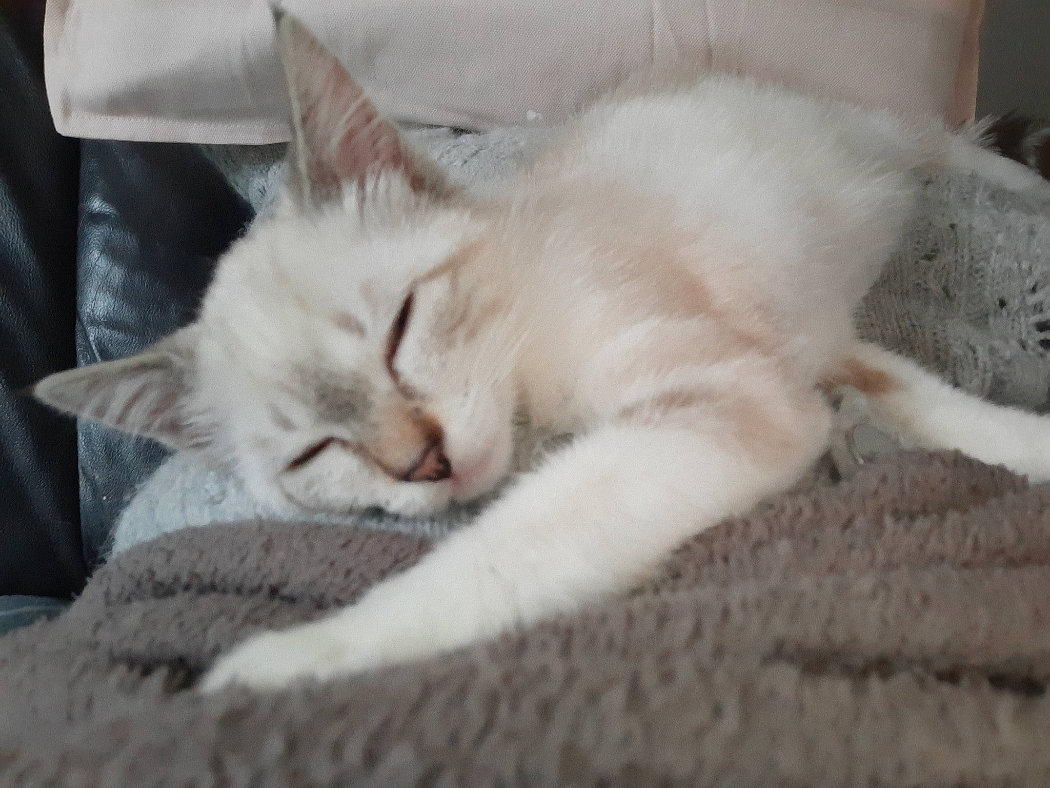 Poppy participe au concours pour gagner de l'argent avec cette photo : carnivore, cat, comfort, domestic_short_haired_cat, fawn, felidae, fur, linens, mammal, nap, paw, sleep, small_to_medium_sized_cats, snout, vertebrate, whiskers