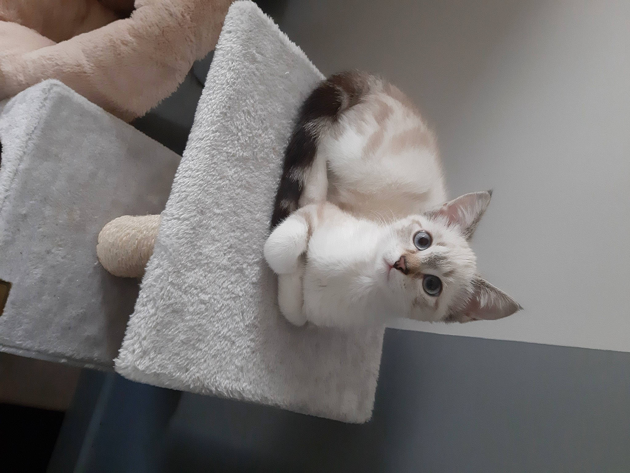 Poppy participe au concours pour gagner de l'argent avec cette photo : carnivore, cat, domestic_short_haired_cat, felidae, kitten, paper, small_to_medium_sized_cats, snout, towel, vertebrate, whiskers