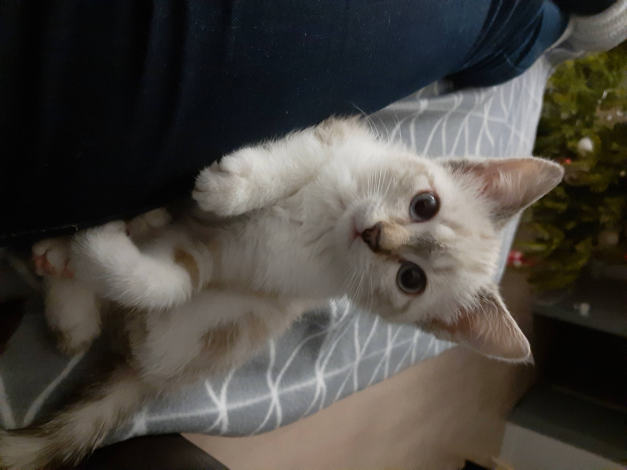 Poppy a rejoint le concours — aidez-le/la à gagner de superbes lots ! carnivore, cat, claw, felidae, fur, paw, small_to_medium_sized_cats, snout, vertebrate, whiskers