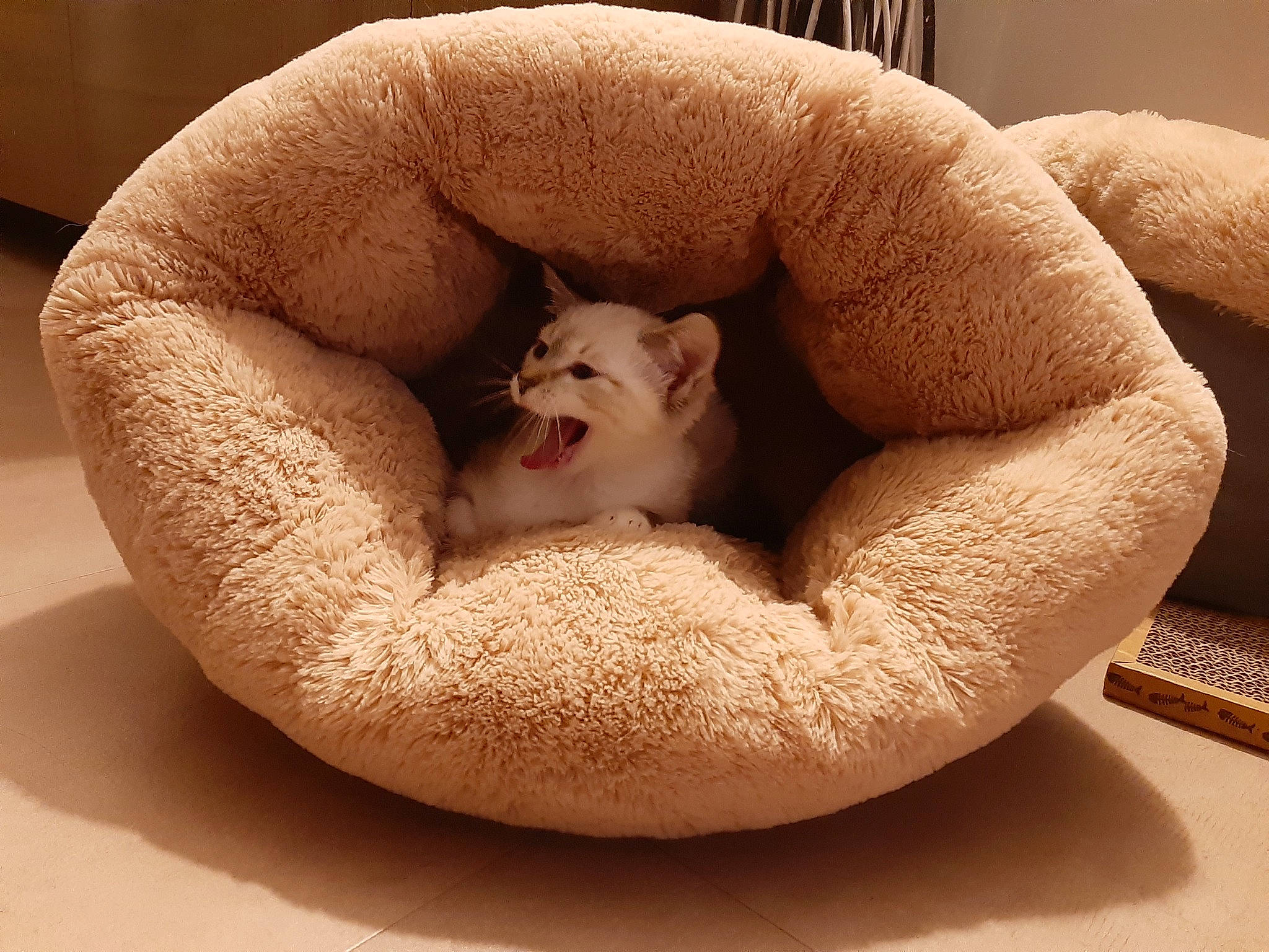 Poppy participe au concours pour gagner de l'argent avec cette photo : beige, carnivore, cat, cat_bed, cat_furniture, cat_supply, comfort, dog_bed, domestic_short_haired_cat, fawn, felidae, fur, nap, paw, pet_supply, sleep, small_to_medium_sized_cats, snout, terrestrial_animal, whiskers