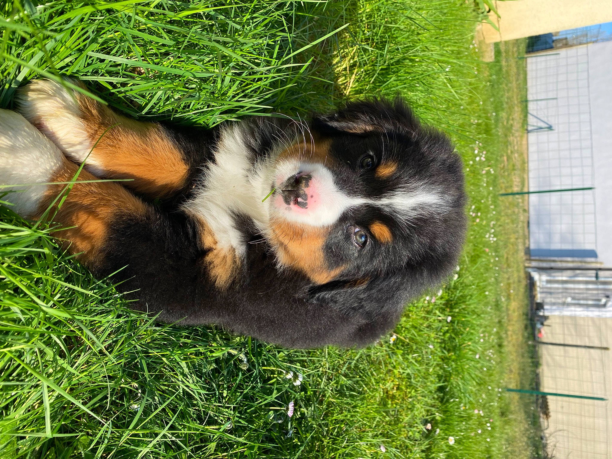 Tékila a rejoint le concours — aidez-le/la à gagner de superbes lots ! art, bernese_mountain_dog, canidae, carnivore, companion_dog, dog, dog_breed, fence, fur, grass, herding_dog, mesh, plant, snout, sporting_group, tail, tree, whiskers, window, working_dog