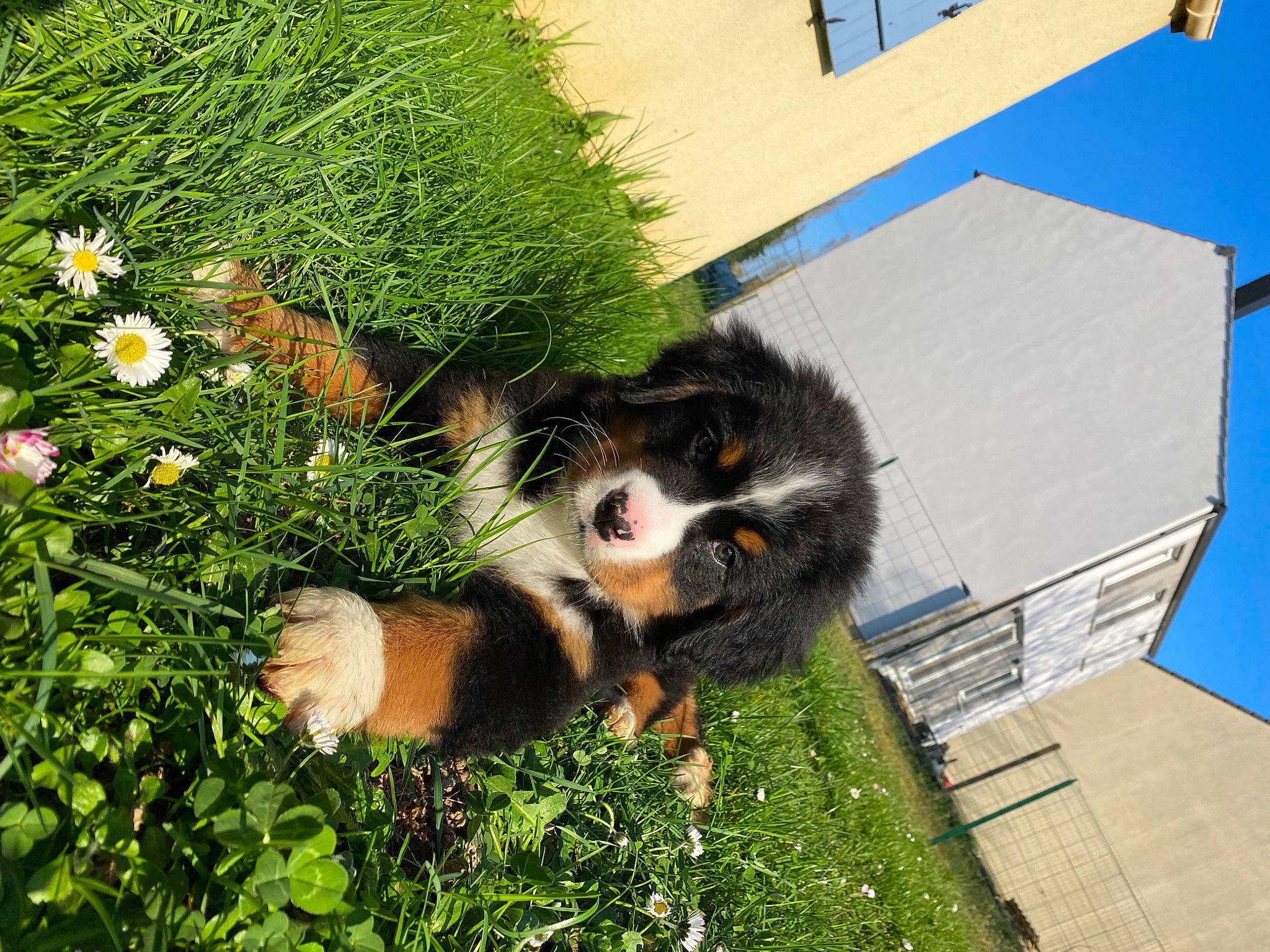 Tékila a rejoint le concours — aidez-le/la à gagner de superbes lots ! annual_plant, building, canidae, carnivore, companion_dog, dog, dog_breed, flower, fur, grass, groundcover, plant, porch, shrub, snout, sporting_group, tail, terrestrial_animal, wildlife, window