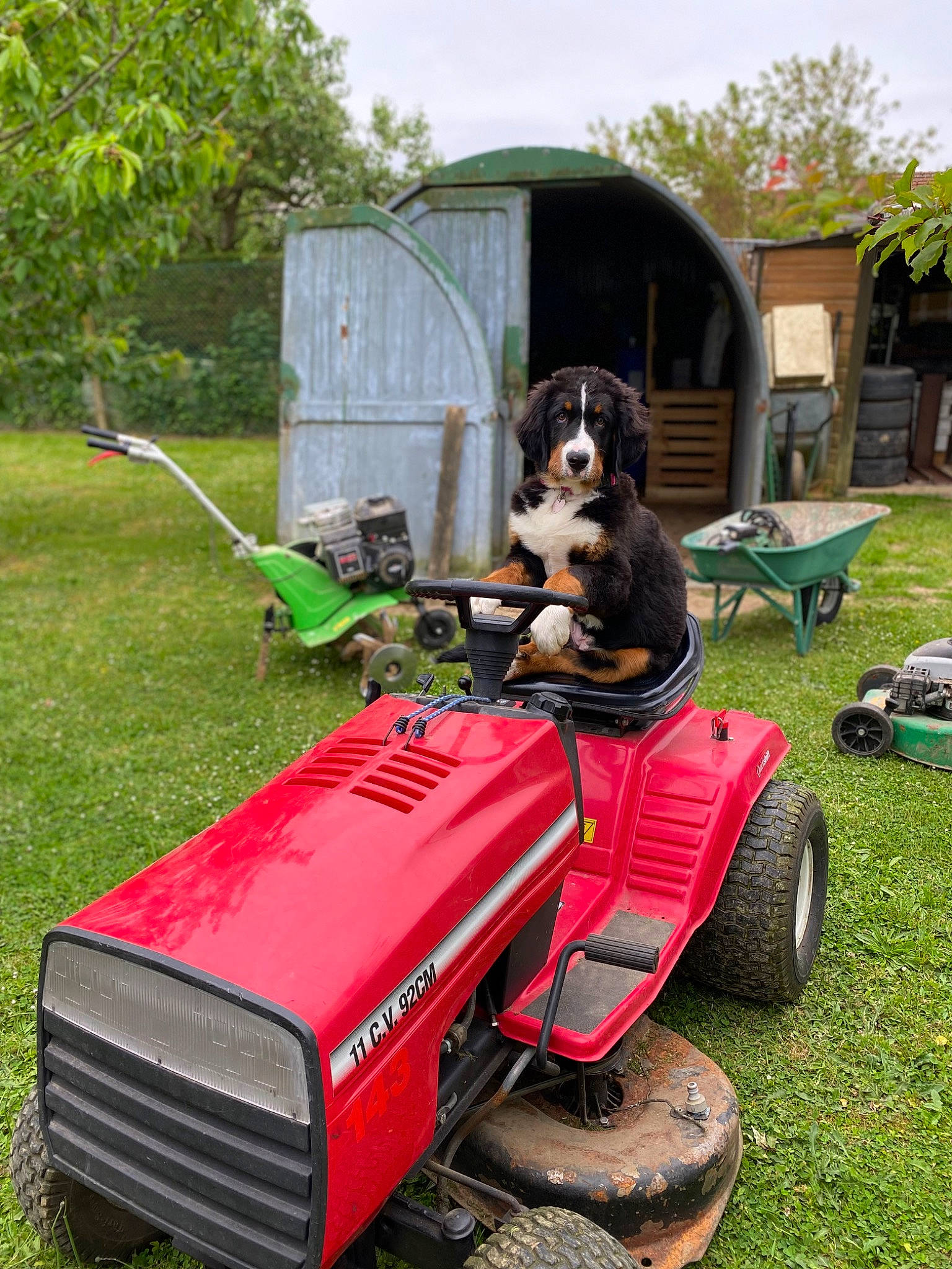 Tékila participe au concours pour gagner de l'argent avec cette photo : automotive_exterior, automotive_tire, bumper, carnivore, fender, grass, lawn, lawn_mower, motor_vehicle, mower, outdoor_power_equipment, plant, recreation, riding_toy, sky, tire, tread, tree, vehicle, wheel
