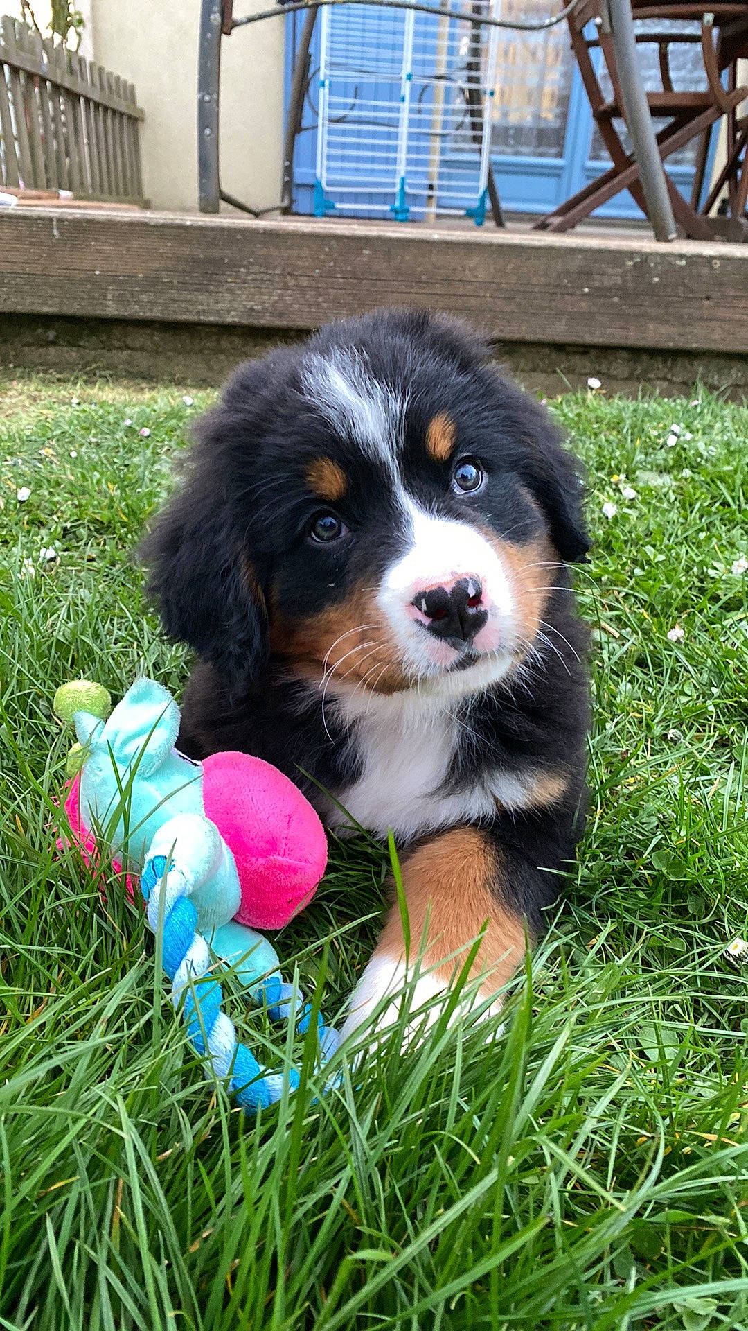 Tékila participe au concours pour gagner de l'argent avec cette photo : ball, bernese_mountain_dog, canidae, carnivore, companion_dog, dog, dog_breed, dog_supply, fence, grass, plant, snout, sporting_group, terrestrial_animal, toy_dog, working_dog