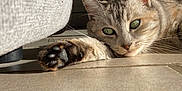 Magique a rejoint le concours — aidez-le/la à gagner de superbes lots ! cat, tabby, paw, green_eyes, indoor, sunlight, tile_floor, plant, sofa, relaxed, pet, whiskers, close_up, portrait, laying, ear, nose, shadow, home, cozy
