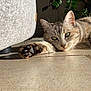 cat, tabby, paw, green_eyes, indoor, sunlight, tile_floor, plant, sofa, relaxed, pet, whiskers, close_up, portrait, laying, ear, nose, shadow, home, cozy