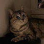 Magique a rejoint le concours — aidez-le/la à gagner de superbes lots ! cat, tabby_cat, pet, whiskers, wide_eyes, fur, paw, mirror, reflection, headphones, person, indoor, low_light, curled_up, curious, portrait, close_up, wall, shelf, cozy