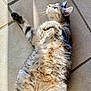 Magique participe au concours pour gagner de l'argent avec cette photo : cat, tabby_cat, feline, pet, fluffy_belly, whiskers, paw, ear, eye, tile_floor, sunlight, indoor, relaxed, lying_down, belly_up, cute, portrait, fur, striped, shadow