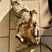 Magique participe au concours pour gagner de l'argent avec cette photo : cat, feline, pet, tiled_floor, sunlight, shadow, ribbon, paw, belly, whiskers, green_eyes, relaxed, cute, domestic_animal, lounging, tail, indoor, curious, playful, cozy