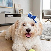 Gordo joined the competition — help win amazing prizes! dog, white_dog, bow, blue_bow, tennis_ball, wooden_floor, living_room, carpet, chair, window, natural_light, happy, pet, indoor, cute, playful, smiling, fur, front_paws, modern_furniture