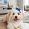 dog, white_dog, bow, blue_bow, tennis_ball, wooden_floor, living_room, carpet, chair, window, natural_light, happy, pet, indoor, cute, playful, smiling, fur, front_paws, modern_furniture