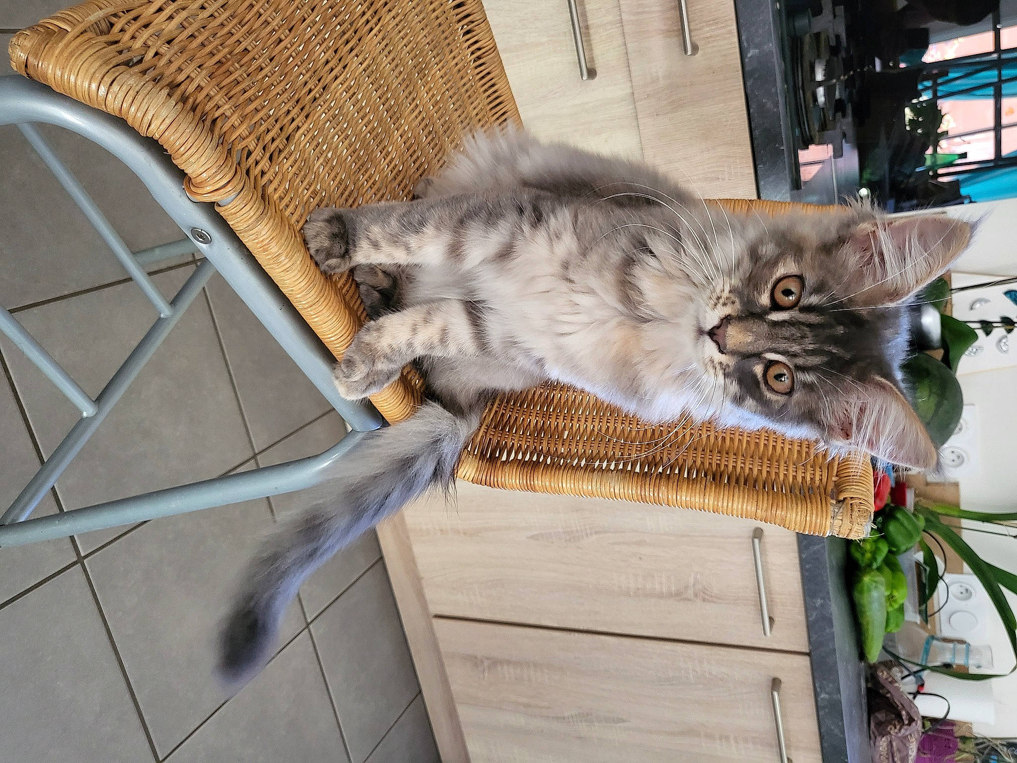 Tesa participe au concours pour gagner de l'argent avec cette photo : carnivore, cat, domestic_short_haired_cat, felidae, fur, grey, maine_coon, outdoor_furniture, plant, small_to_medium_sized_cats, snout, tail, whiskers, wood