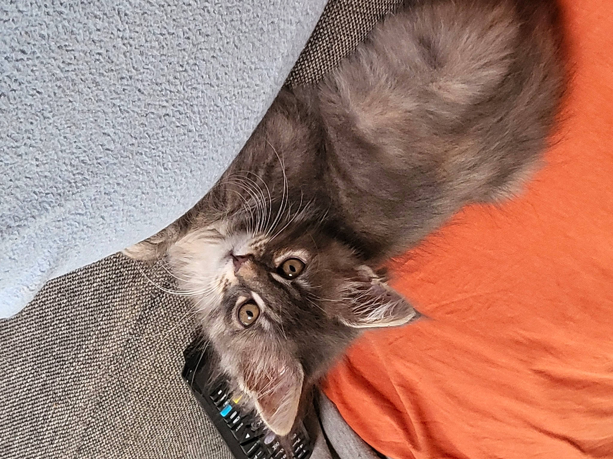 Tesa participe au concours pour gagner de l'argent avec cette photo : black_cat, carnivore, cat, claw, comfort, domestic_short_haired_cat, ear, fang, felidae, foot, fur, gesture, grey, moustache, paw, photo_caption, small_to_medium_sized_cats, snout, tail, whiskers