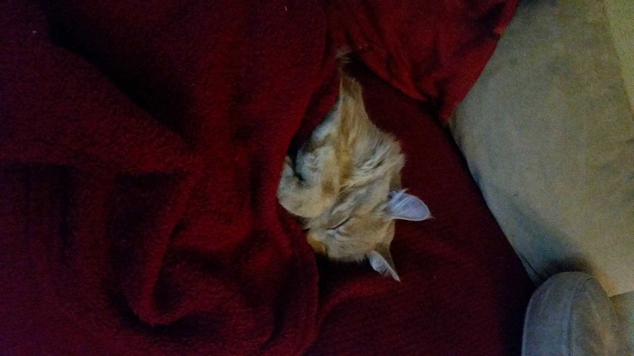 Ganja a rejoint le concours — aidez-le/la à gagner de superbes lots ! blanket, canidae, carnivore, cat, claw, comfort, domestic_short_haired_cat, fawn, felidae, fur, human_leg, linens, nap, paw, room, small_to_medium_sized_cats, sporting_group, tail, whiskers, wood