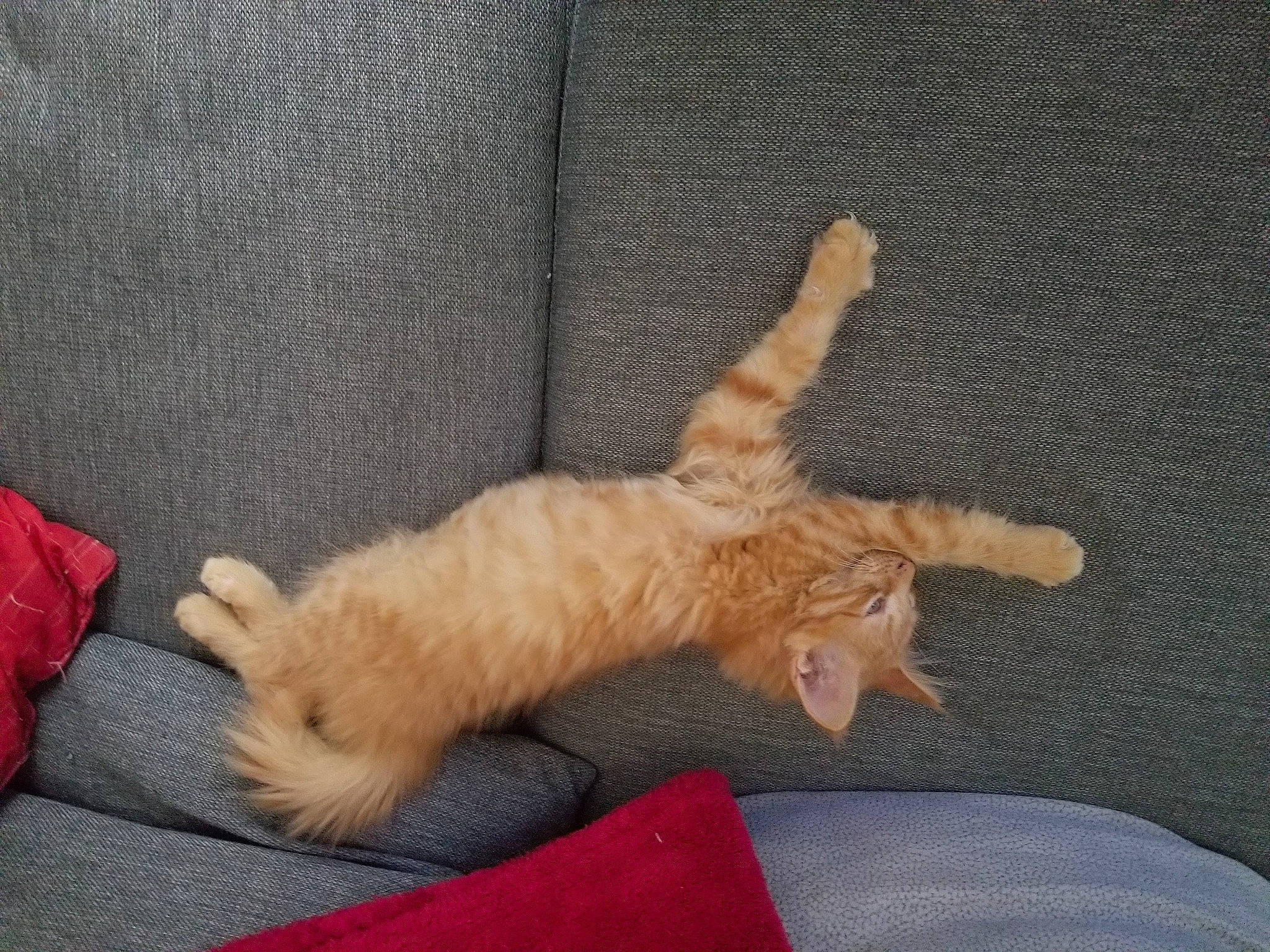 Ganja a rejoint le concours — aidez-le/la à gagner de superbes lots ! canidae, cat, claw, comfort, dog_breed, domestic_short_haired_cat, felidae, fur, gesture, nap, paw, small_to_medium_sized_cats, sporting_group, tail, whiskers