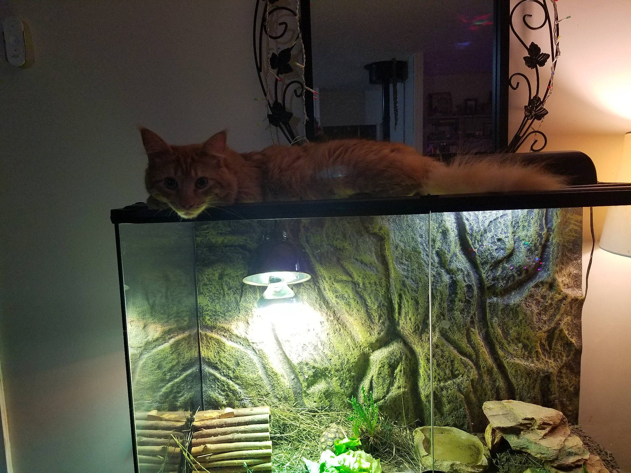 Ganja participe au concours pour gagner de l'argent avec cette photo : art, carnivore, cat, comfort, fawn, felidae, interior_design, light, lighting, organism, picture_frame, plant, rectangle, room, small_to_medium_sized_cats, tail, tints_and_shades, tree, whiskers, wood