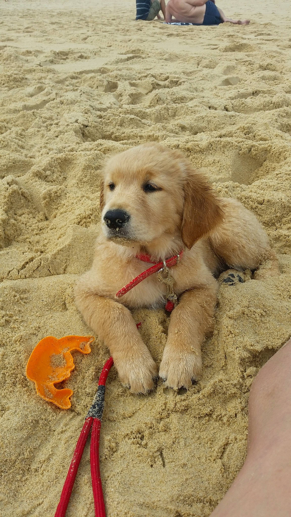 Plume participe au concours pour gagner de l'argent avec cette photo : canidae, carnivore, companion_dog, dog, dog_breed, fawn, golden_retriever, mammal, maremma_sheepdog, puppy, retriever, sporting_group, vertebrate