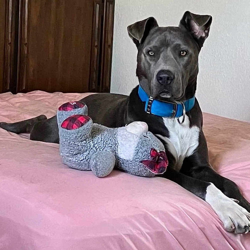 Maverik joined the competition — help win amazing prizes! dog, bed, pink_bedspread, stuffed_toy, blue_collar, indoor, pet, wooden_wardrobe, white_wall, relaxed, lying_down, toy, canine, domestic_animal, fur, paw, animal, companion, cute, resting