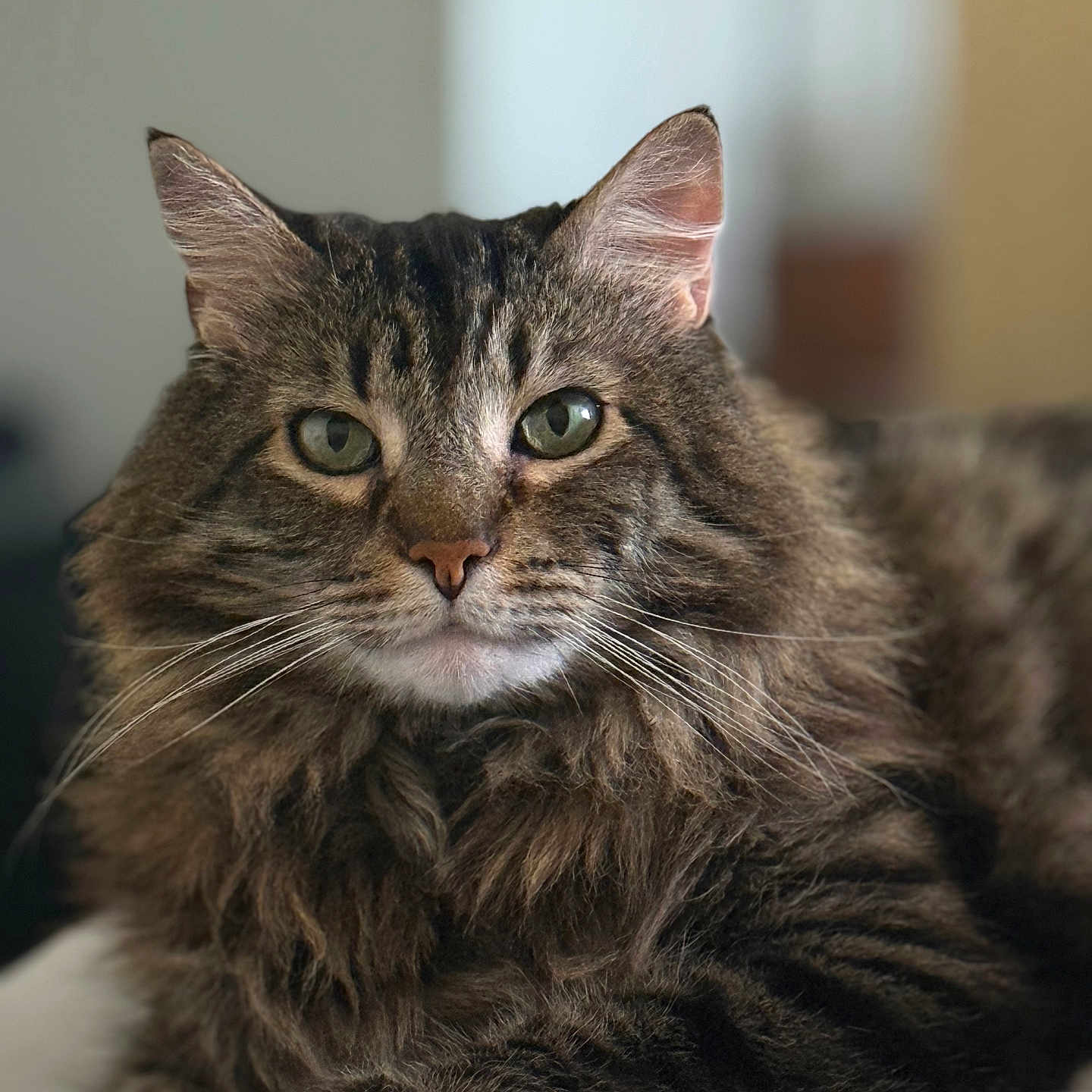 Horus joined the competition — help win amazing prizes! cat, tabby, fluffy, pet, animal, feline, whiskers, ears, fur, portrait, closeup, indoor, relaxed, lying_down, cute, domestic_animal, mammal, face, eyes, resting