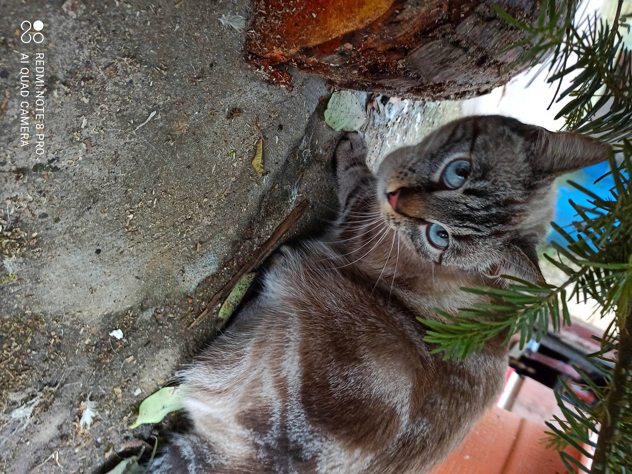 Rockie a rejoint le concours — aidez-le/la à gagner de superbes lots ! carnivore, cat, domestic_short_haired_cat, fawn, felidae, fur, grass, liver, organism, plant, road_surface, small_to_medium_sized_cats, tail, terrestrial_animal, tree, trunk, twig, whiskers, wildlife