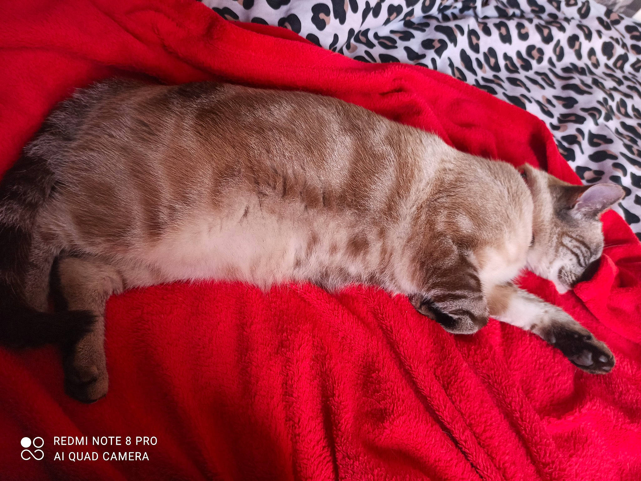 Rockie a rejoint le concours — aidez-le/la à gagner de superbes lots ! carmine, carnivore, cat, comfort, domestic_short_haired_cat, fawn, felidae, fur, grey, linens, nap, paw, sleep, small_to_medium_sized_cats, tail, whiskers