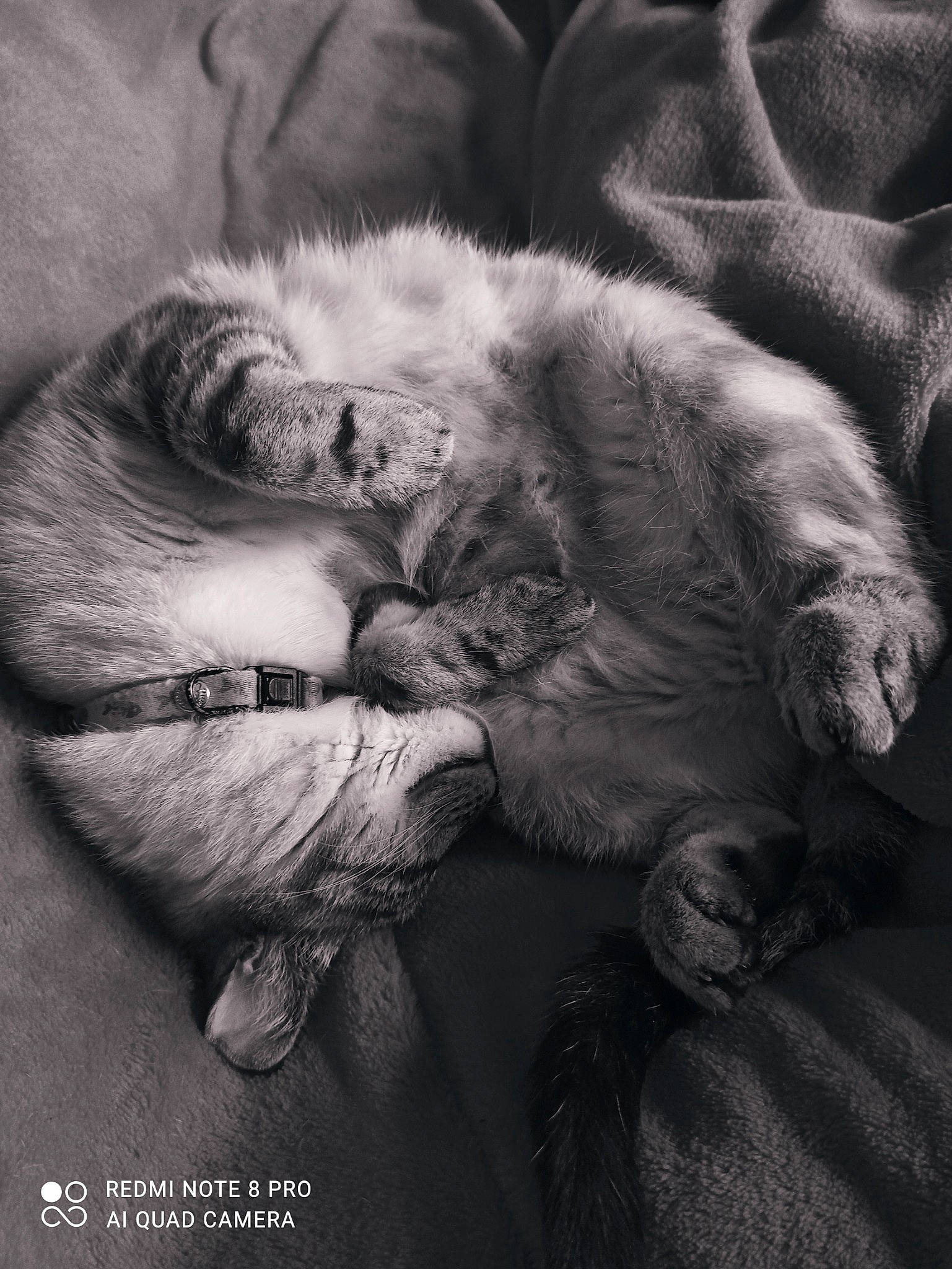 Rockie a rejoint le concours — aidez-le/la à gagner de superbes lots ! black_and_white, bored, carnivore, cat, claw, comfort, domestic_short_haired_cat, felidae, fur, gesture, grey, monochrome, monochrome_photography, paw, small_to_medium_sized_cats, snout, style, tail, whiskers, wrinkle