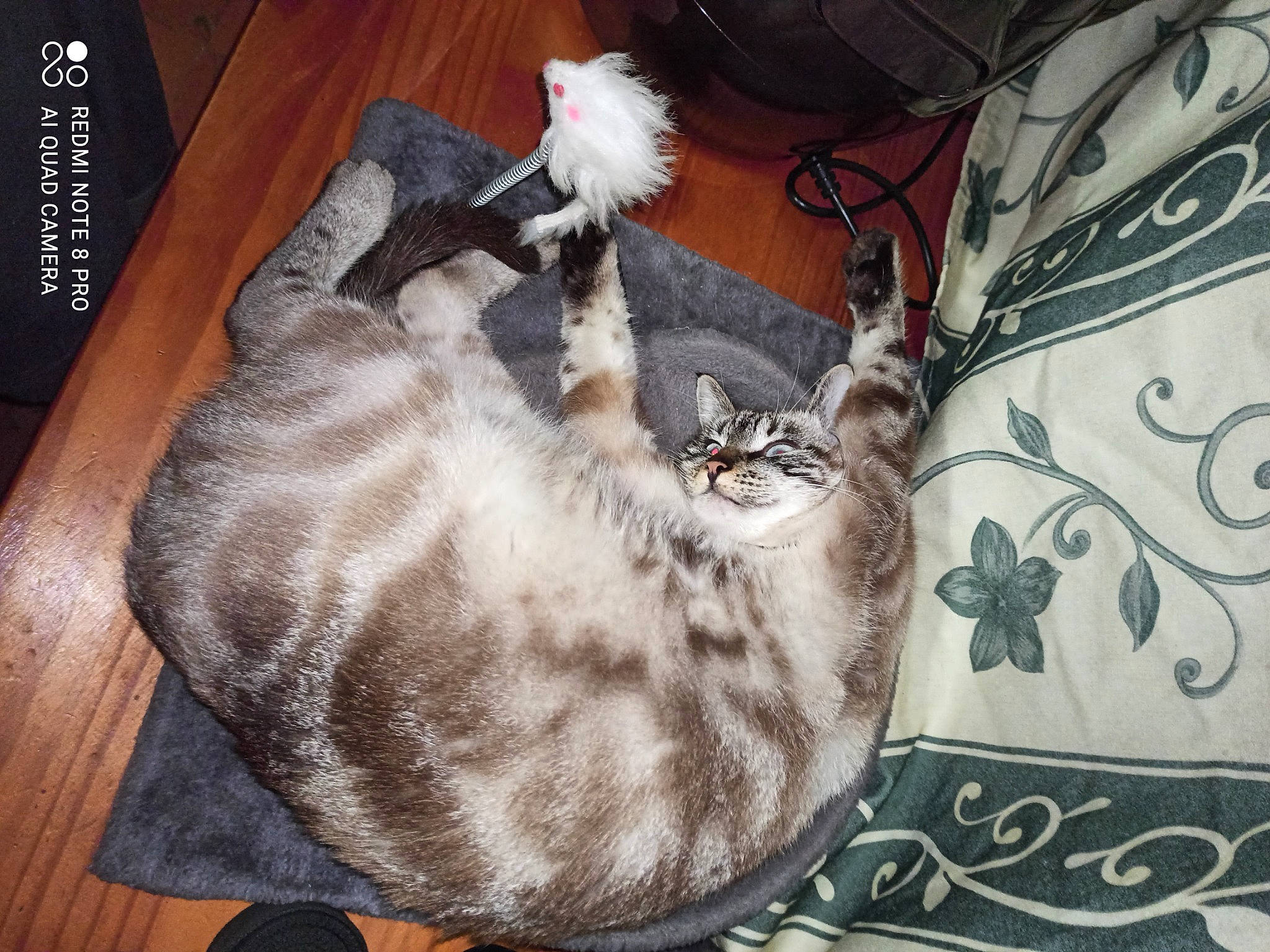 Rockie participe au concours pour gagner de l'argent avec cette photo : bag, baggage, carnivore, cat, cat_bed, cat_supply, comfort, dog_breed, domestic_short_haired_cat, fawn, felidae, fur, grey, linens, luggage_and_bags, mammal, nap, small_to_medium_sized_cats, tail, whiskers