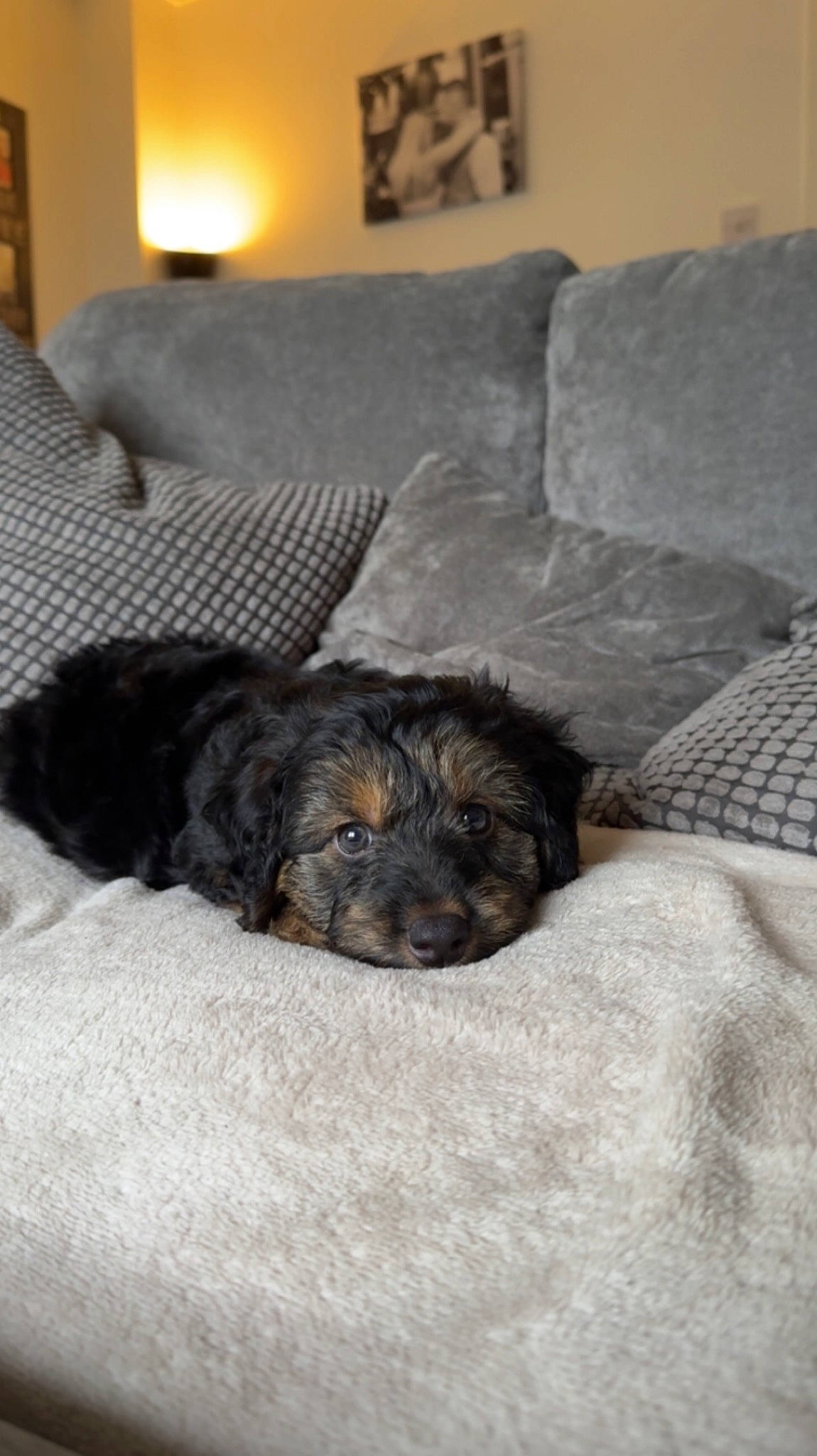 Zeus is registered to the contest to win money with this photo: canidae, carnivore, comfort, companion_dog, couch, dog, dog_breed, flooring, fur, grey, hardwood, lamp, liver, living_room, picture_frame, room, snout, sporting_group, terrestrial_animal, working_animal