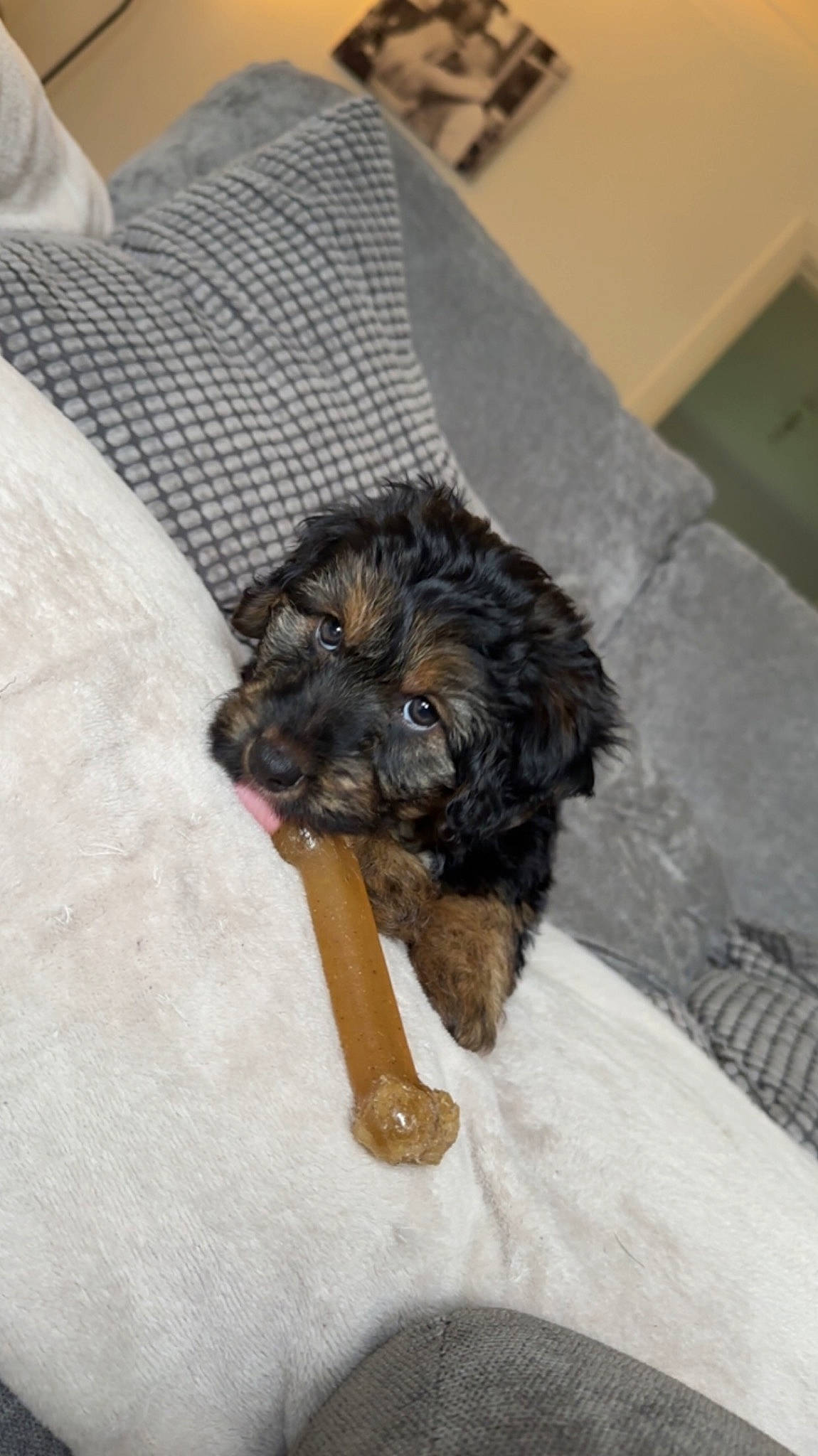 Zeus joined the competition — help win amazing prizes! canidae, carnivore, comfort, companion_dog, dog, dog_breed, dog_supply, fur, liver, poodle_crossbreed, small_terrier, snout, sporting_group, terrier, toy_dog, water_dog, working_animal, yorkipoo