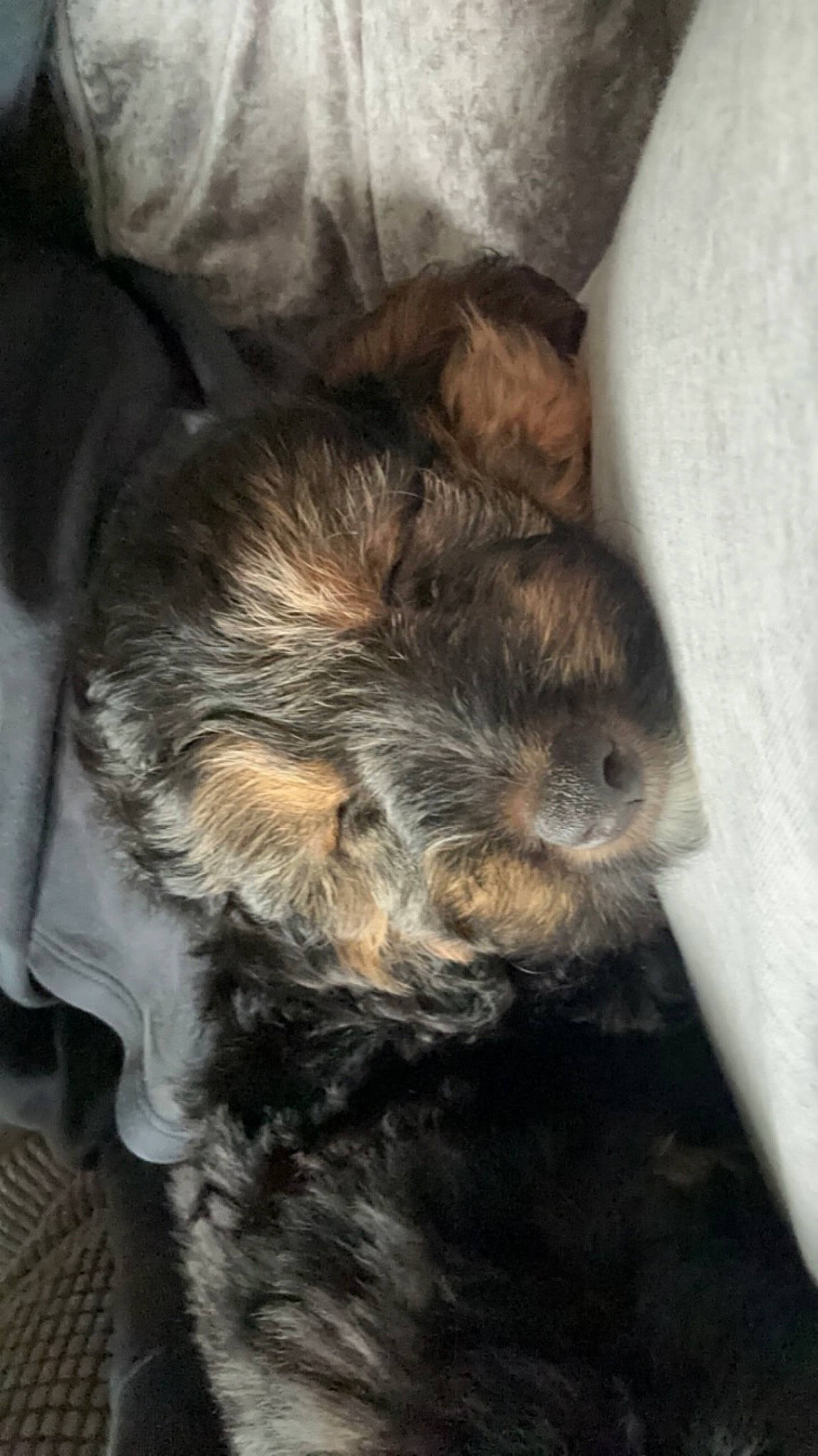 Zeus is registered to the contest to win money with this photo: canidae, carnivore, claw, comfort, companion_dog, dog, dog_breed, felidae, fur, rodent, small_terrier, small_to_medium_sized_cats, snout, sporting_group, tail, terrestrial_animal, terrier, whiskers