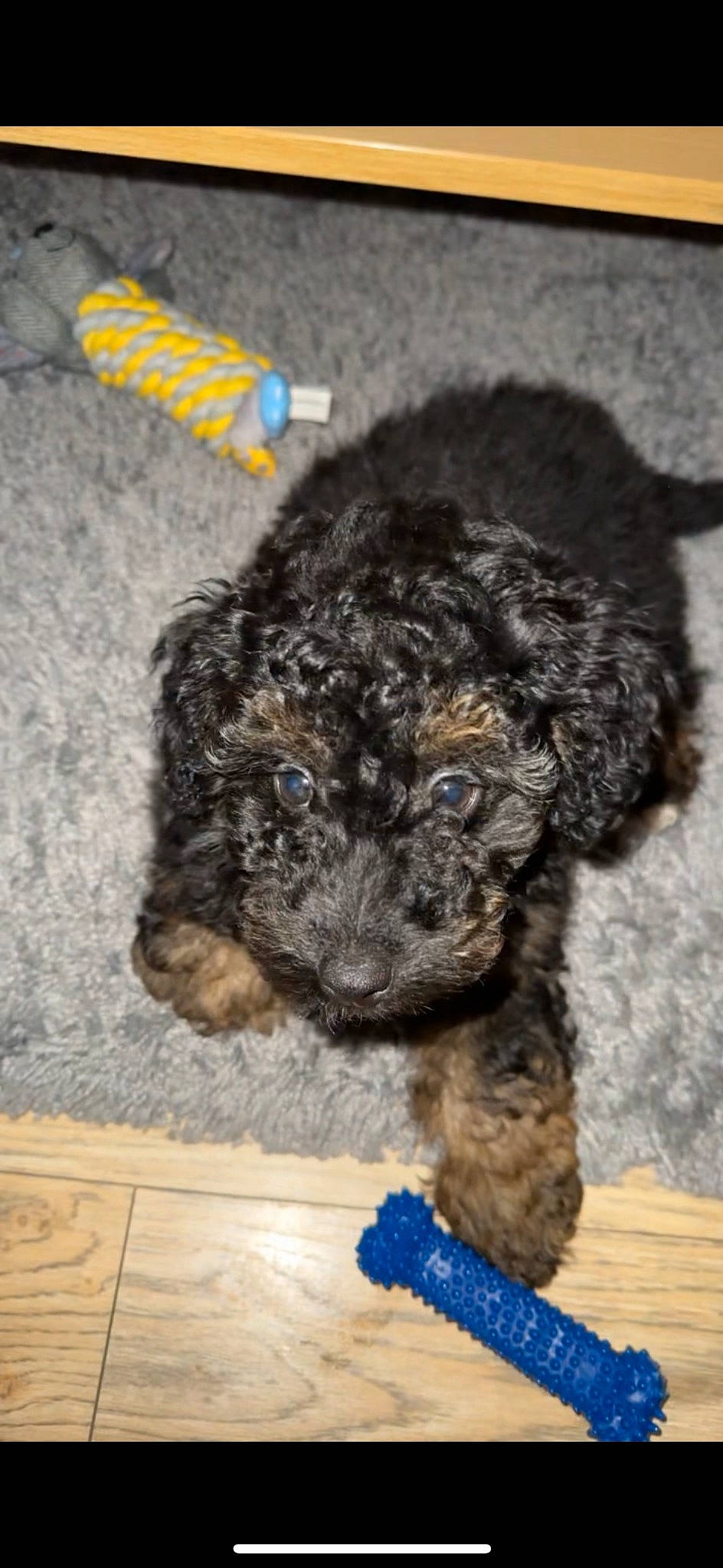 Bear joined the competition — help win amazing prizes! canidae, carnivore, companion_dog, dog, dog_breed, fur, labradoodle, liver, murray_river_curly_coated_retriever, poodle, poodle_crossbreed, snout, sporting_group, standard_poodle, terrestrial_animal, terrier, toy_dog, water_dog, working_animal, yorkipoo