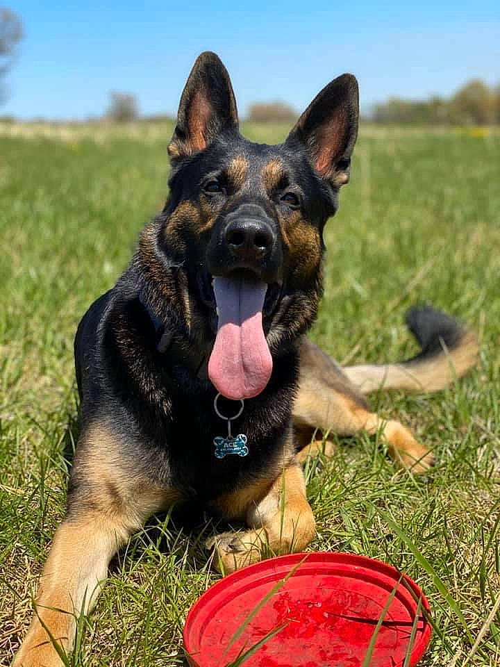 Ace joined the competition — help win amazing prizes! canidae, carnivore, companion_dog, dog, dog_breed, east_european_shepherd, eye, fawn, german_shepherd_dog, grass, grassland, guard_dog, herding_dog, king_shepherd, law_enforcement, old_german_shepherd_dog, plant, sky, sporting_group, working_dog
