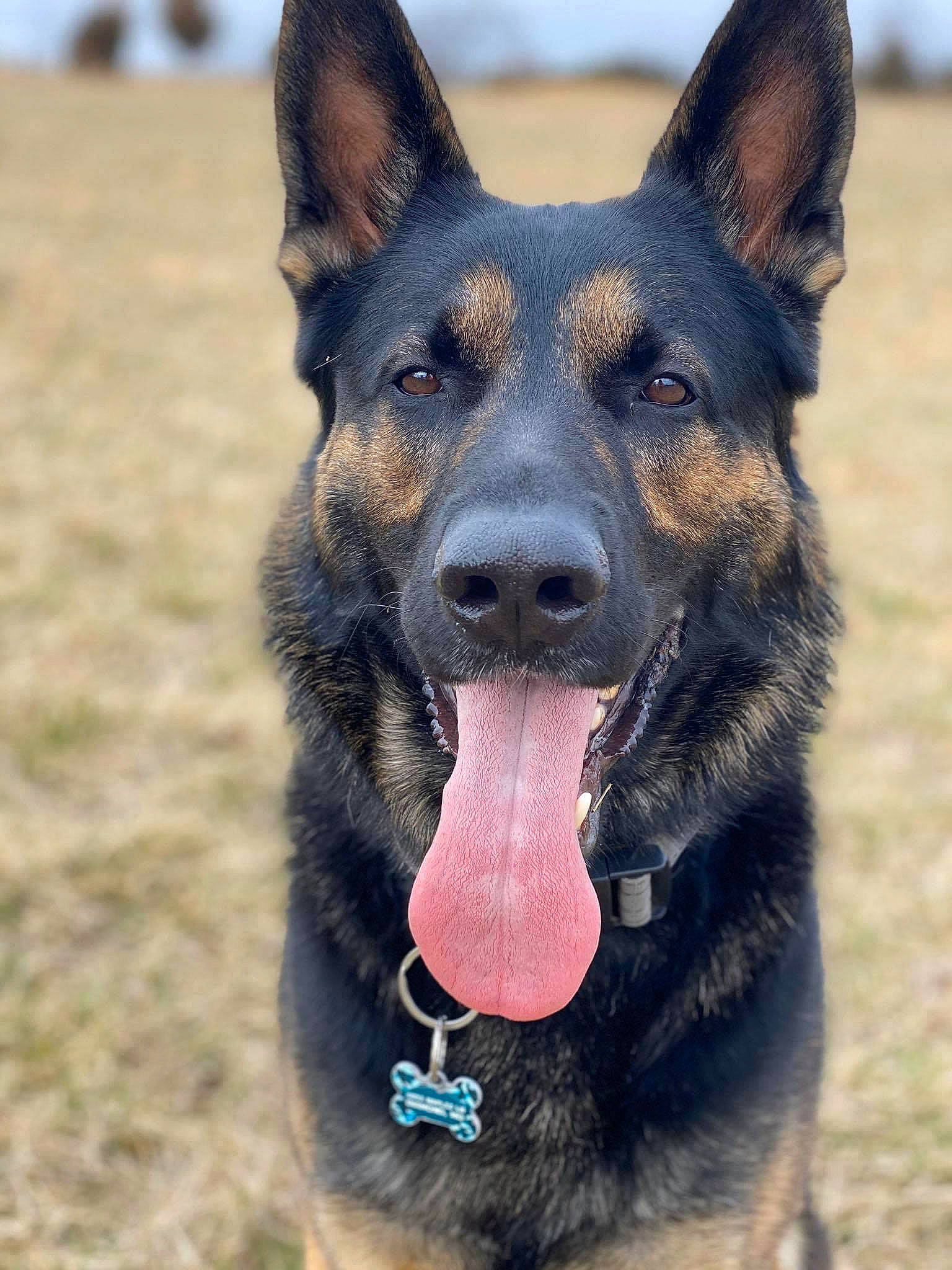 Ace is registered to the contest to win money with this photo: canidae, carnivore, dog, dog_breed, east_european_shepherd, german_shepherd_dog, guard_dog, herding_dog, king_shepherd, old_german_shepherd_dog, snout, sporting_group, working_animal, working_dog