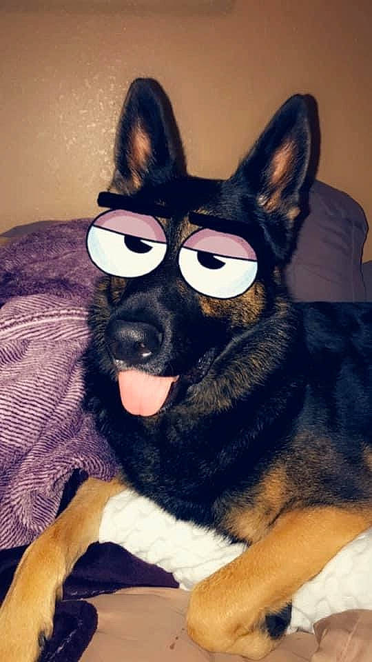 Ace is registered to the contest to win money with this photo: canidae, carnivore, comfort, companion_dog, dog, dog_breed, ear, electric_blue, eyewear, fawn, felidae, fur, mammal, non_sporting_group, paw, snout, tail, terrestrial_animal, whiskers, working_animal