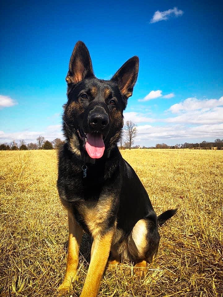 Ace joined the competition — help win amazing prizes! canidae, carnivore, cloud, companion_dog, dog, dog_breed, fawn, german_shepherd_dog, grass, grassland, guard_dog, happy, herding_dog, plant, sky, snout, sporting_group, terrestrial_animal, working_animal, working_dog