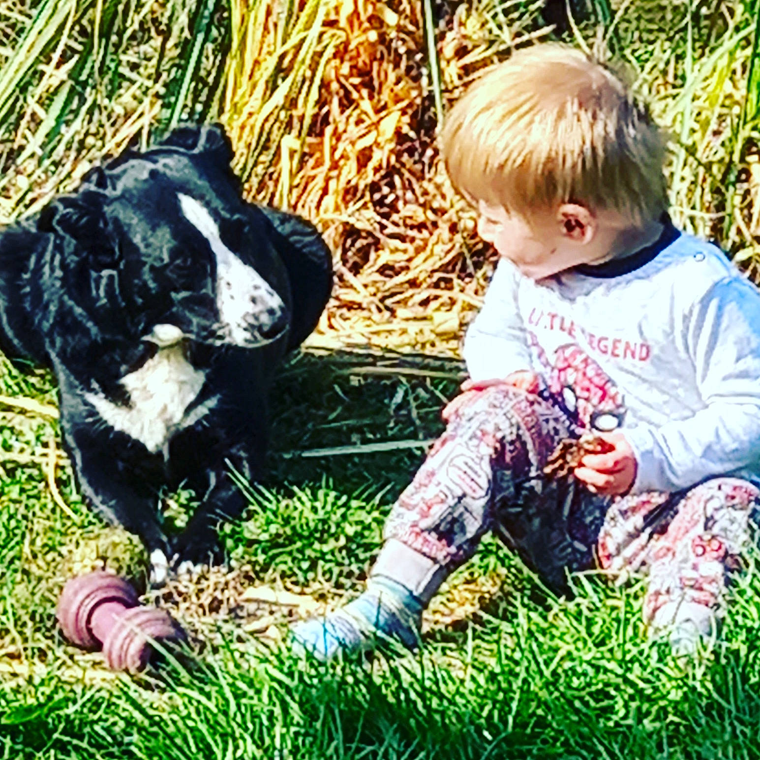 Luke joined the competition — help win amazing prizes! baby, baby_toddler_clothing, child, companion_dog, eye, fun, grass, grass_family, hairstyle, hand, happy, head, lawn, leaf, people_in_nature, person, plant, sitting, terrestrial_animal, toddler