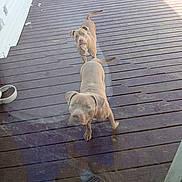 Max Stark is registered to the contest to win money with this photo: animal, brown_dog, canine, curious, daylight, dog, dogs, ears, floor, glass_door, light_shadow, outdoor, person_reflection, pet_bowl, planks, reflection, slippers, tail, waiting, wooden_deck