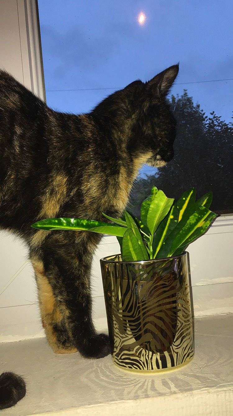 Pollie participe au concours pour gagner de l'argent avec cette photo : black_cat, carnivore, cat, domestic_short_haired_cat, felidae, flowerpot, foot, fur, grass, houseplant, plant, sky, small_to_medium_sized_cats, tail, terrestrial_animal, terrestrial_plant, tree, trunk, whiskers, window