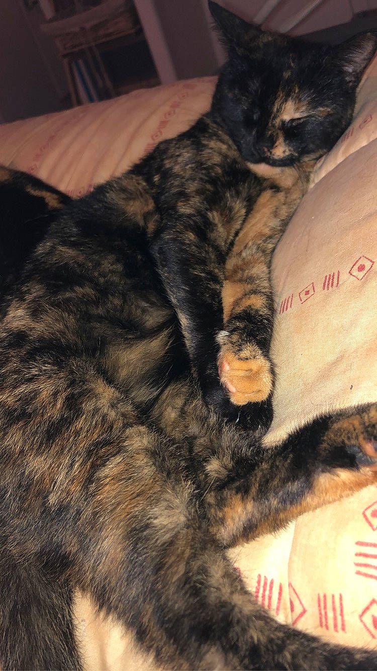 Pollie a rejoint le concours — aidez-le/la à gagner de superbes lots ! canidae, carnivore, cat, claw, comfort, dog_breed, domestic_short_haired_cat, ear, felidae, fur, mammal, nap, paw, sleep, small_to_medium_sized_cats, snout, tail, terrestrial_animal, whiskers