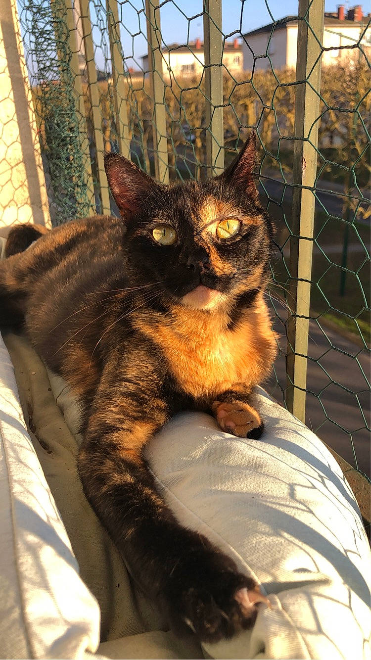 Pollie a rejoint le concours — aidez-le/la à gagner de superbes lots ! carnivore, cat, claw, comfort, domestic_short_haired_cat, eye, fawn, felidae, fence, fur, metal, sitting, small_to_medium_sized_cats, snout, tail, terrestrial_animal, tree, whiskers, wildlife, wood