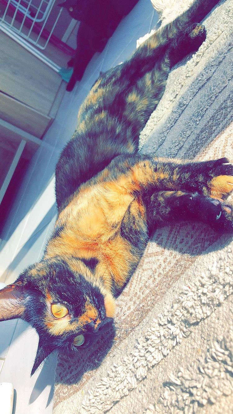 Pollie participe au concours pour gagner de l'argent avec cette photo : canidae, claw, dog_breed, domestic_short_haired_cat, eye, fawn, felidae, foot, fur, human_leg, paw, shadow, small_to_medium_sized_cats, snout, sporting_group, tail, terrestrial_animal, whiskers, wing, wood