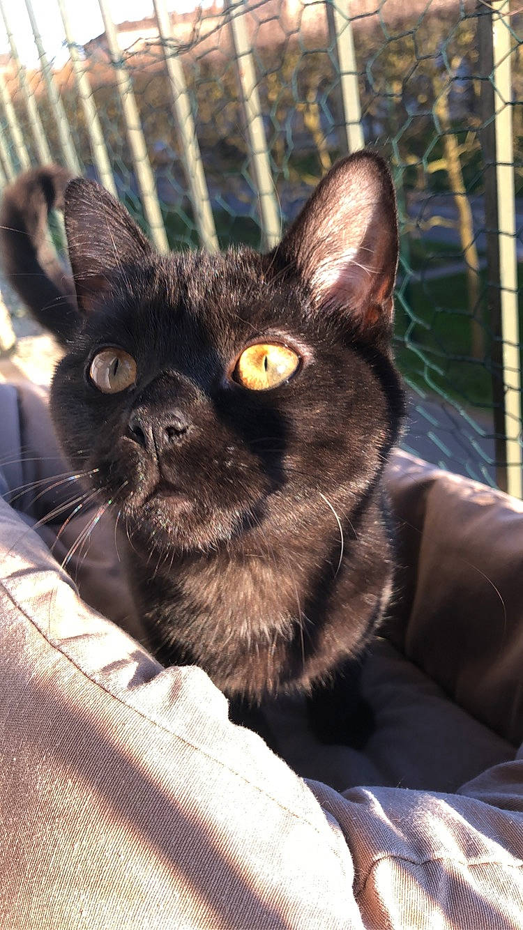 Cola participe au concours pour gagner de l'argent avec cette photo : black_cat, bombay, carnivore, cat, claw, comfort, domestic_short_haired_cat, ear, eye, fawn, felidae, fence, fur, plant, small_to_medium_sized_cats, snout, terrestrial_animal, tree, whiskers, working_animal