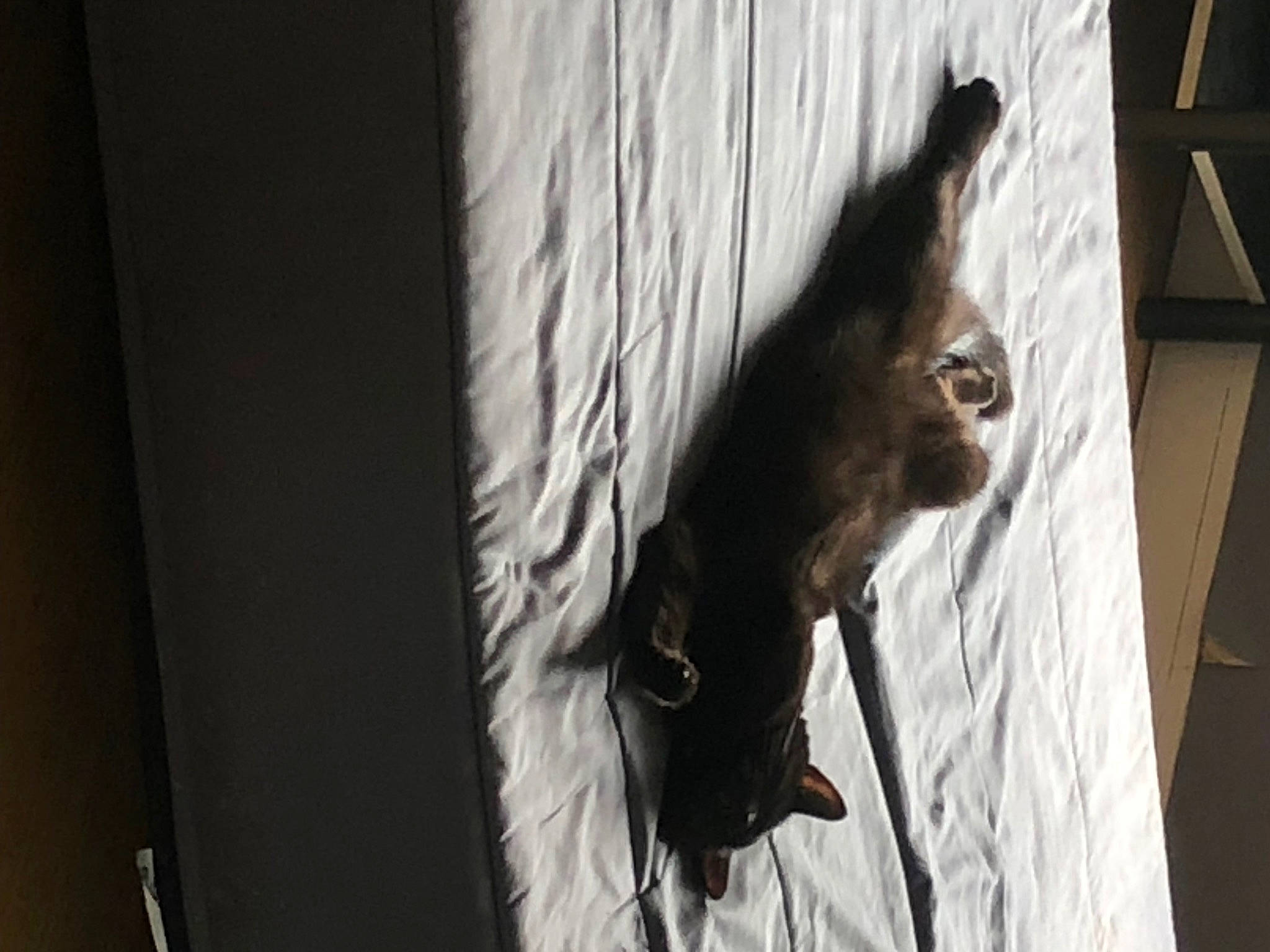 Cola participe au concours pour gagner de l'argent avec cette photo : animal_shelter, canidae, darkness, dog_breed, door, felidae, fur, guard_dog, house, shadow, small_to_medium_sized_cats, snout, sporting_group, tail, tints_and_shades, tree, whiskers, window, wood