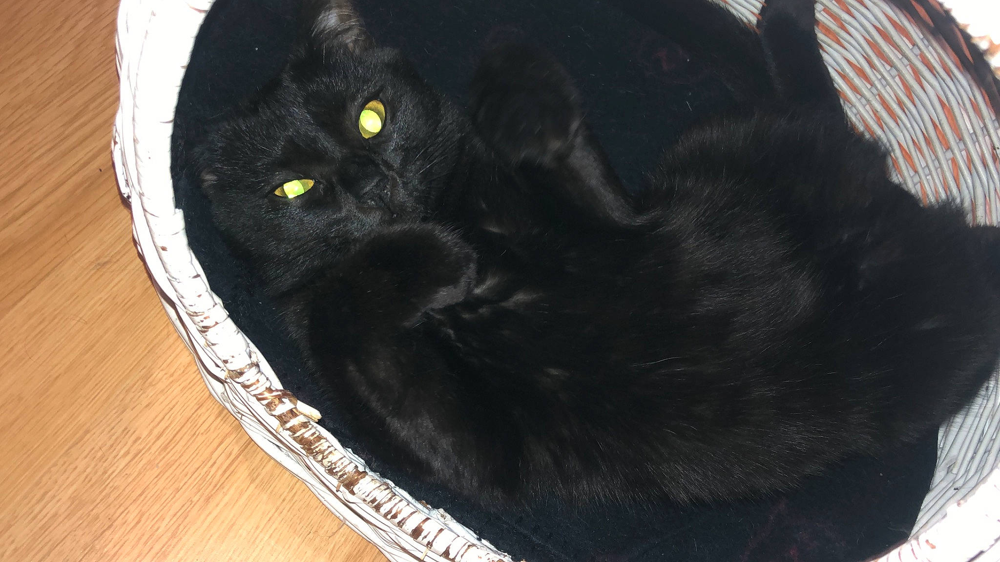 Cola participe au concours pour gagner de l'argent avec cette photo : black_cat, bombay, carnivore, cat, cat_bed, cat_supply, comfort, domestic_short_haired_cat, felidae, fur, grey, hardwood, havana_brown, small_to_medium_sized_cats, snout, tail, terrestrial_animal, whiskers, wood, working_animal