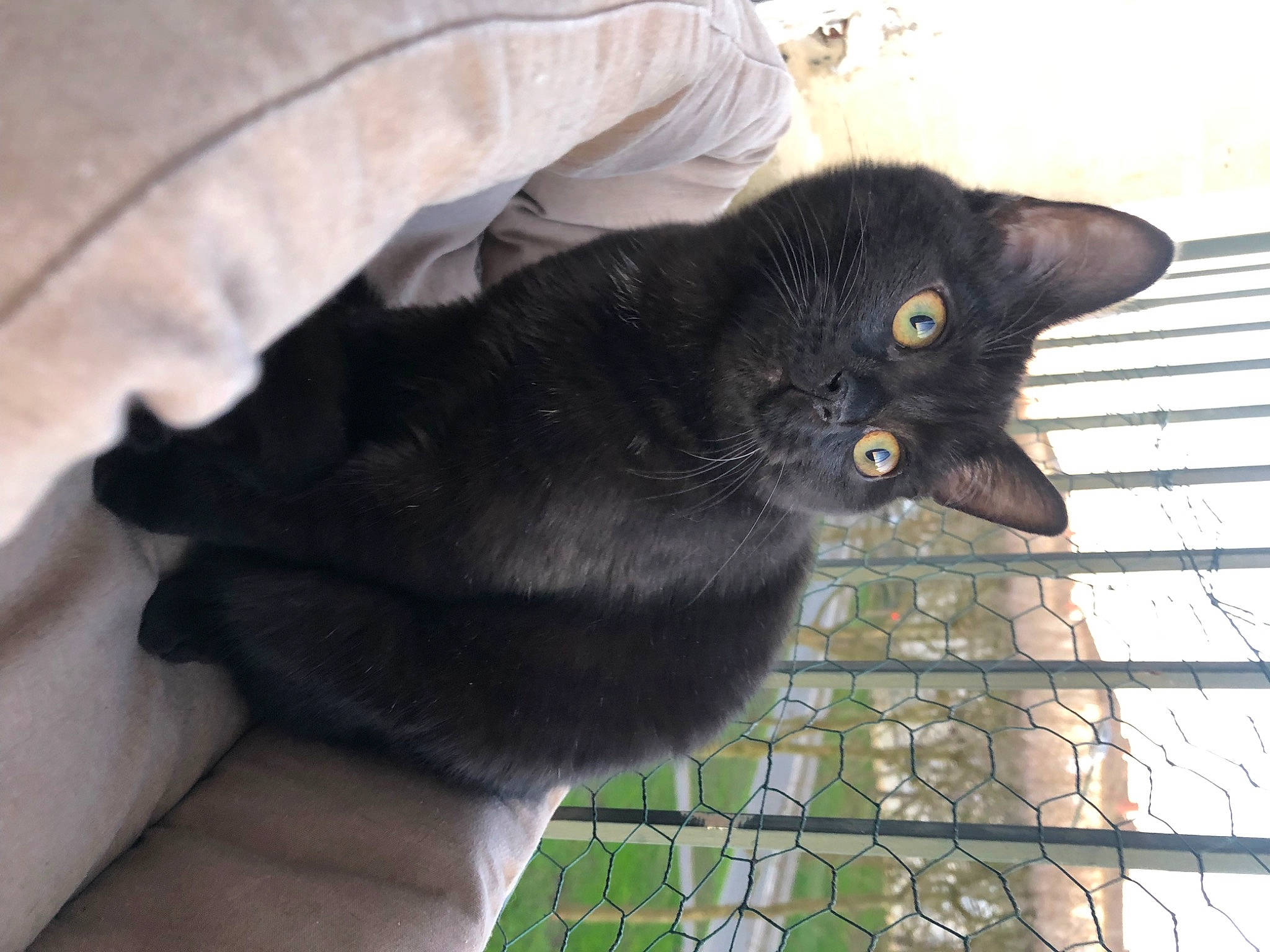 Cola participe au concours pour gagner de l'argent avec cette photo : black_cat, bombay, carnivore, cat, claw, domestic_short_haired_cat, felidae, fence, fur, grey, havana_brown, mesh, small_to_medium_sized_cats, snout, tail, terrestrial_animal, whiskers, window