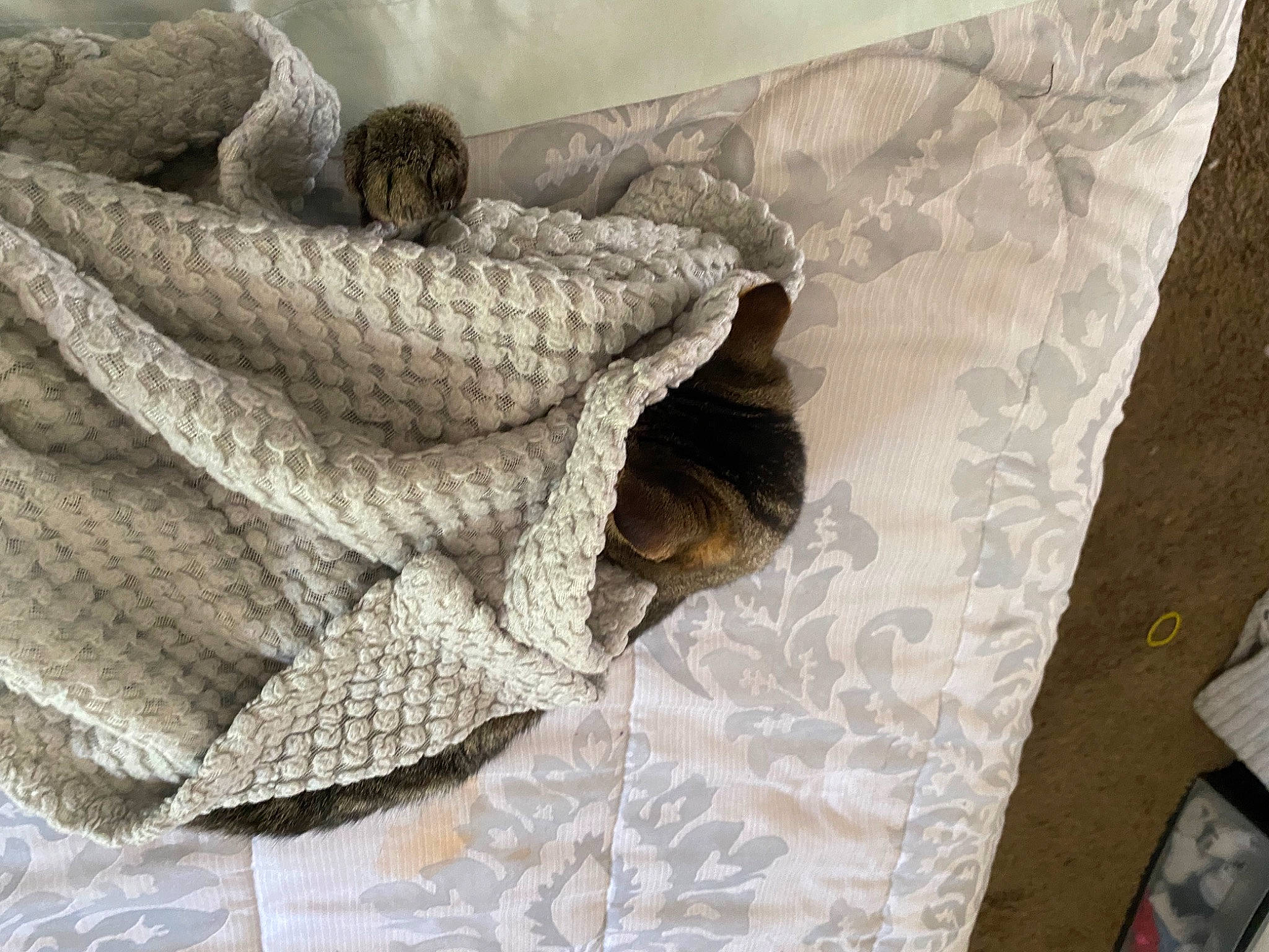 Calvin is registered to the contest to win money with this photo: bed_sheet, bedding, comfort, couch, duvet, flooring, fur, grey, linens, needlework, pattern, room, sleeve, stitch, textile, window, window_treatment, wood, wool, woolen