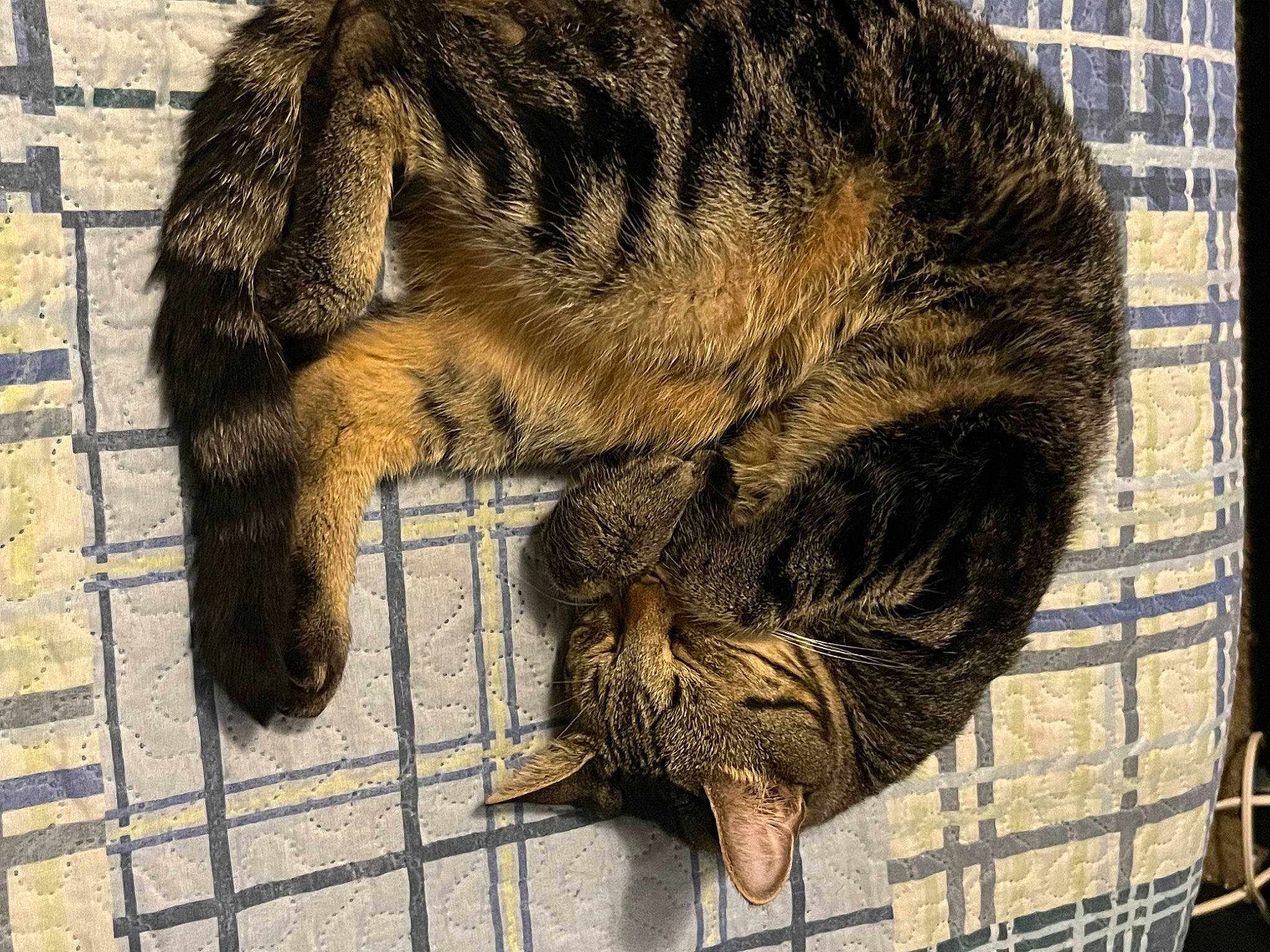 Calvin is registered to the contest to win money with this photo: animal_shelter, art, carnivore, cat, claw, domestic_short_haired_cat, felidae, fur, mesh, small_to_medium_sized_cats, snout, sporting_group, tail, terrestrial_animal, whiskers, wildlife