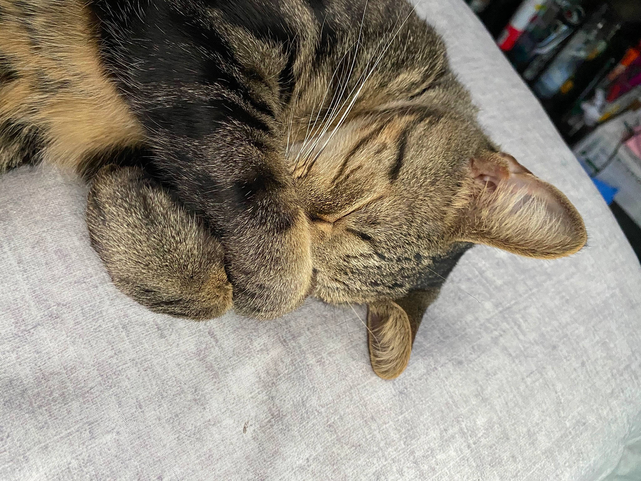 Calvin joined the competition — help win amazing prizes! carnivore, cat, claw, domestic_short_haired_cat, ear, eye, fawn, felidae, hair, head, human_body, human_leg, leg, paw, small_to_medium_sized_cats, snout, tail, terrestrial_animal, whiskers, wildlife